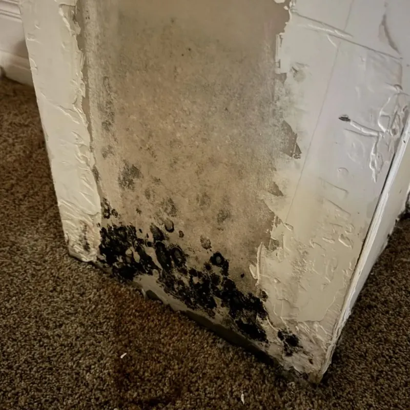 Professional Mold Removal in Brookfield, WI